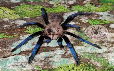 birupes simoroxigorum possibly female tarantula